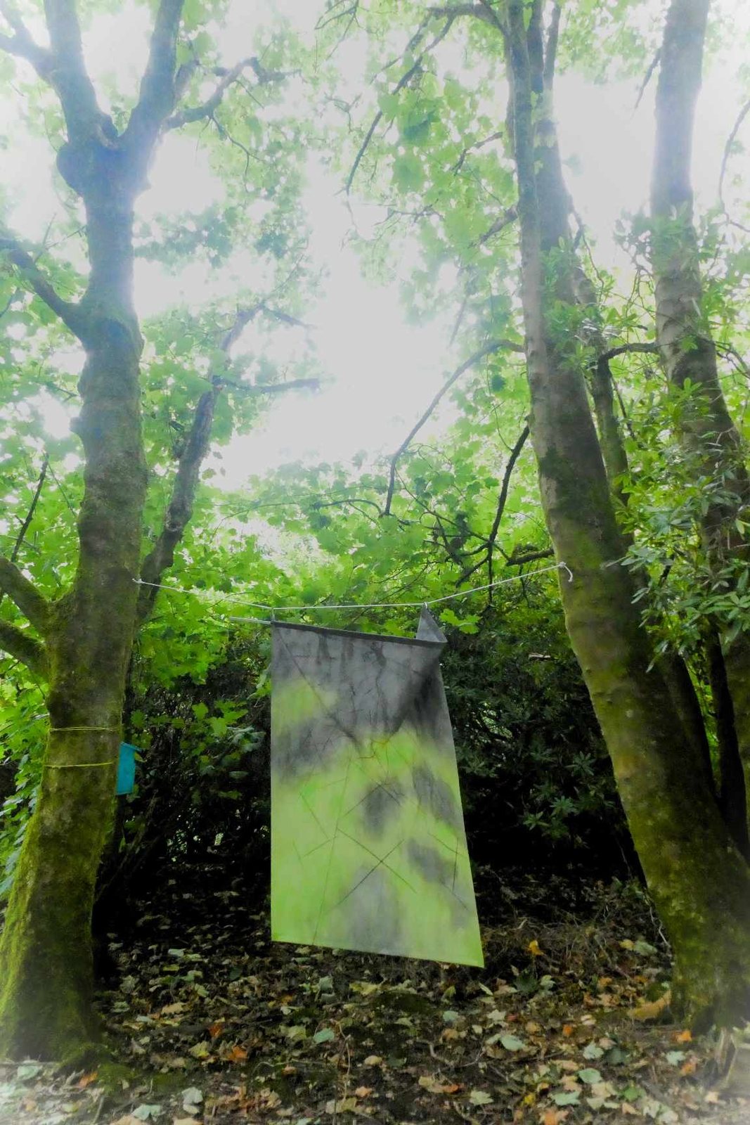 The Subtle Knife — a blade-shaped hand-dyed fabric hanging suspended between two trees in woodland