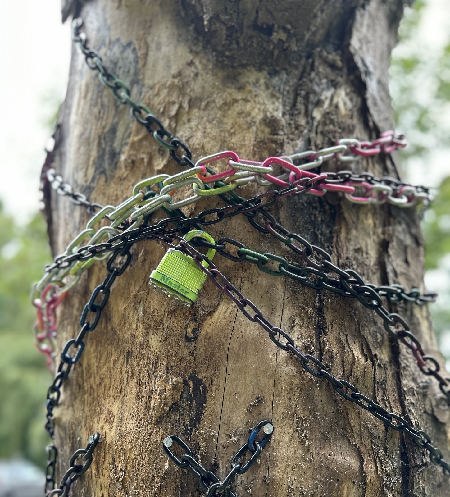 The Last Minute — coloured chains and a padlock wrapped around a tree trunk