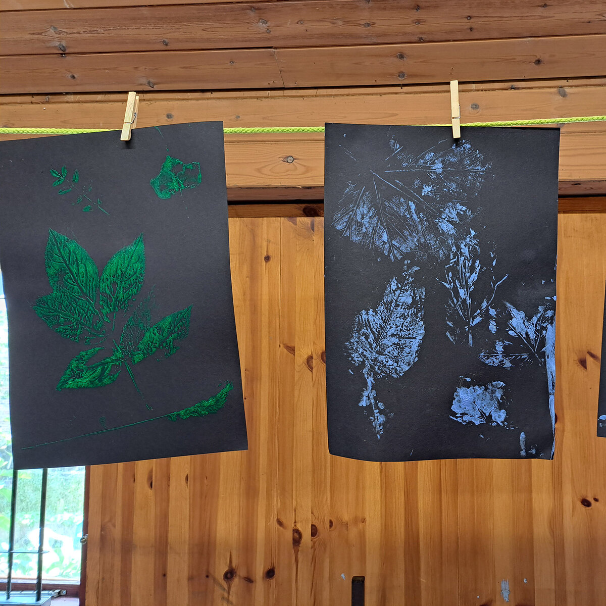 Green and blue leaf monoprints on black paper, pegged up to dry